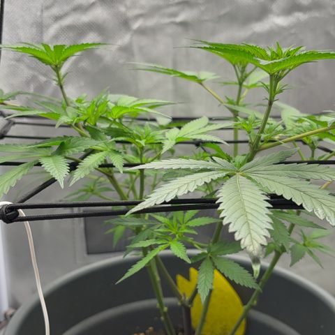 Frosted Guava growlog timeline photo