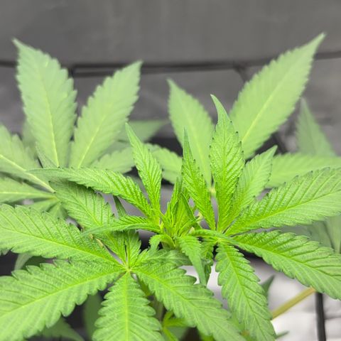 Frosted Guava growlog timeline photo