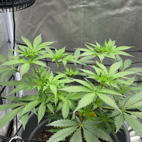 Frosted Guava growlog photo: Blüten lassen weise haare raus