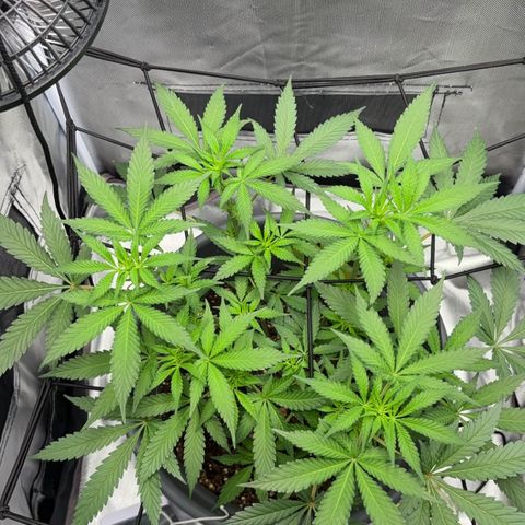 Frosted Guava growlog photo: Blüten lassen weise haare raus