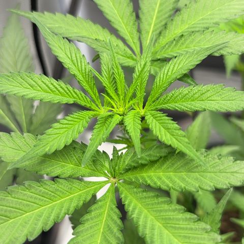 Frosted Guava growlog photo: Blüten lassen weise haare raus