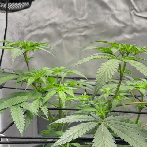Frosted Guava growlog timeline photo