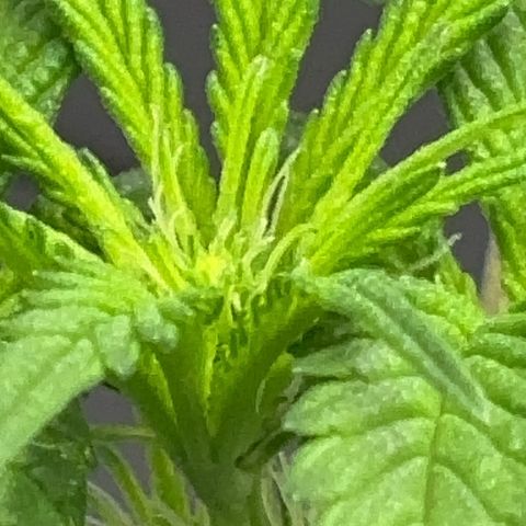 Frosted Guava growlog timeline photo