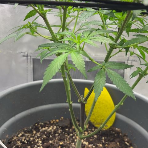 Frosted Guava growlog timeline photo