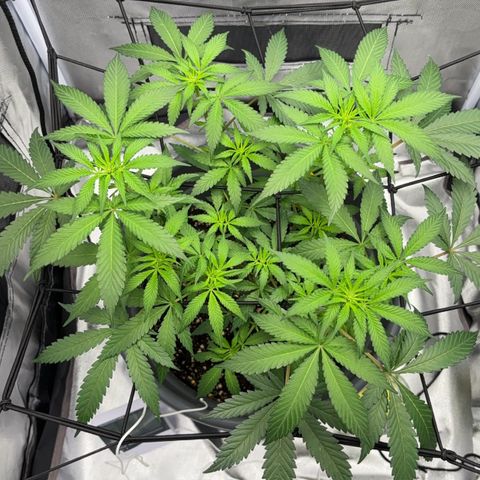 Frosted Guava growlog timeline photo