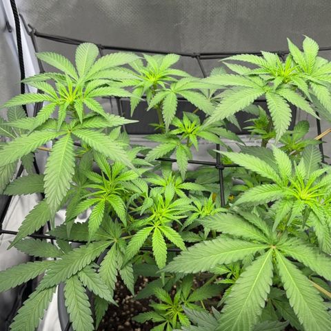Frosted Guava growlog timeline photo
