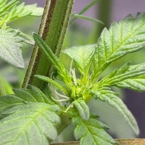 Frosted Guava growlog timeline photo