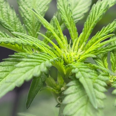 Frosted Guava growlog timeline photo