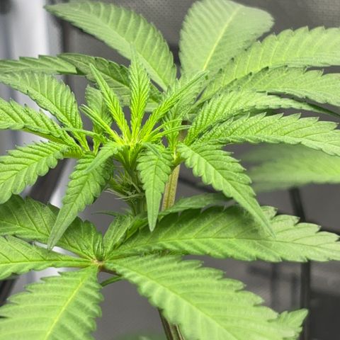 Frosted Guava growlog timeline photo