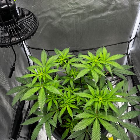 Frosted Guava growlog timeline photo