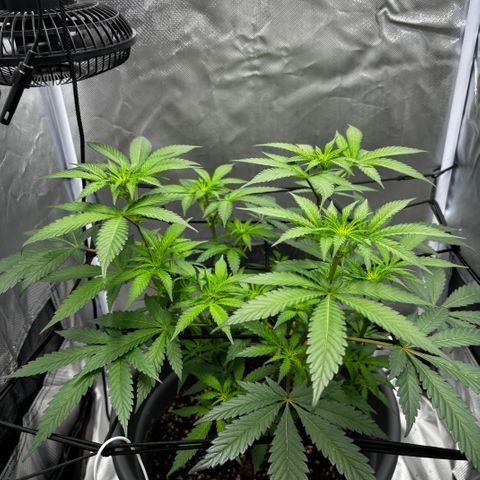 Frosted Guava growlog timeline photo
