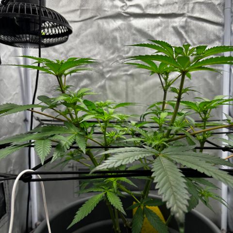Frosted Guava growlog timeline photo