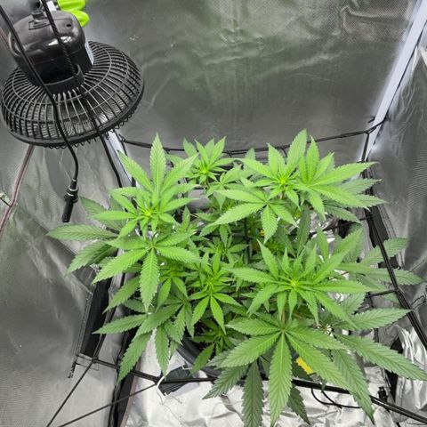 Frosted Guava growlog timeline photo