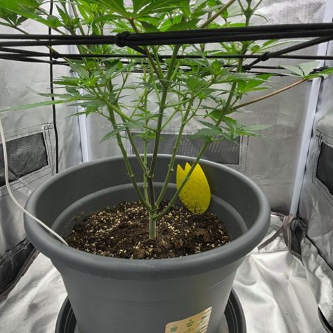 Frosted Guava growlog timeline photo
