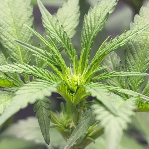 Frosted Guava growlog timeline photo