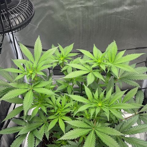 Frosted Guava growlog timeline photo