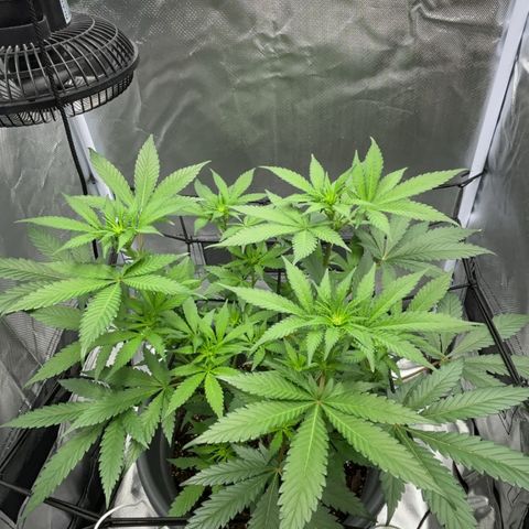 Frosted Guava growlog timeline photo