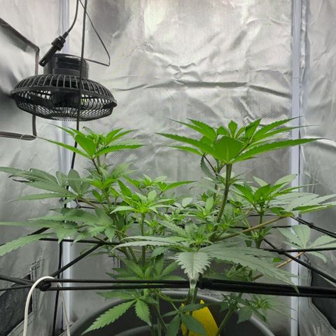 Frosted Guava growlog timeline photo