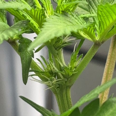 Frosted Guava growlog timeline photo