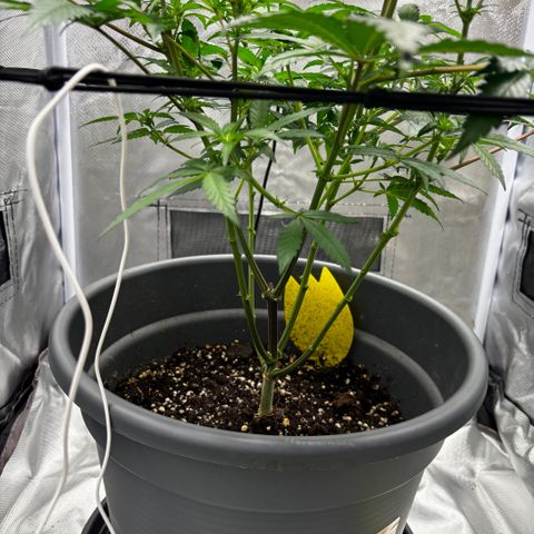 Frosted Guava growlog timeline photo