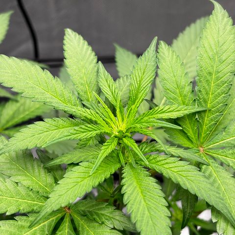 Frosted Guava growlog timeline photo