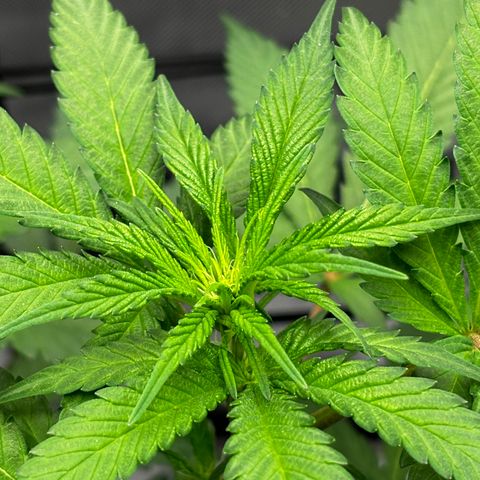 Frosted Guava growlog timeline photo