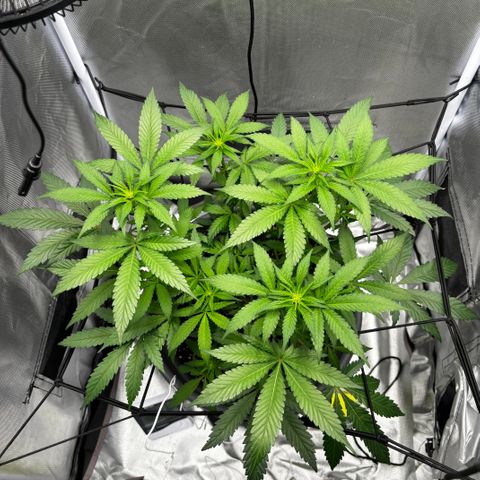 Frosted Guava growlog timeline photo