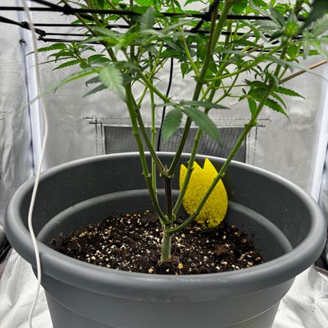 Frosted Guava growlog timeline photo