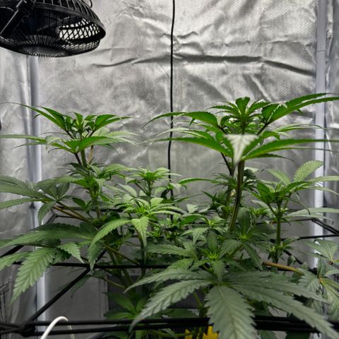 Frosted Guava growlog timeline photo