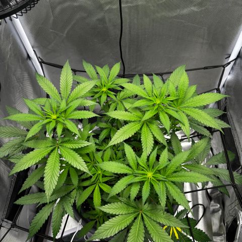 Frosted Guava growlog timeline photo