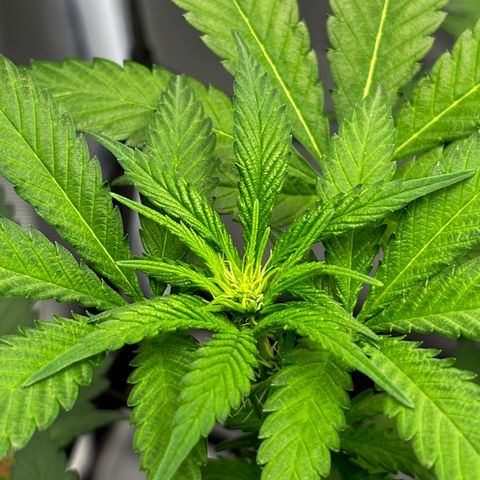 Frosted Guava growlog timeline photo