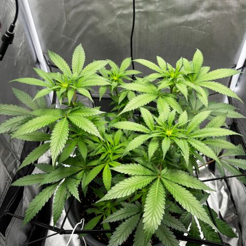 Frosted Guava growlog timeline photo