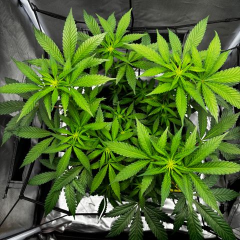 Frosted Guava growlog timeline photo