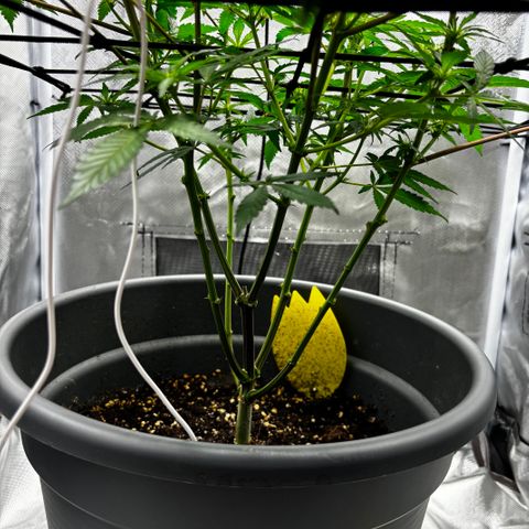 Frosted Guava growlog timeline photo