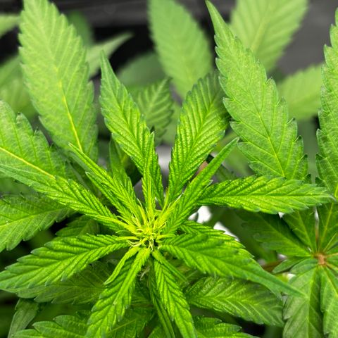 Frosted Guava growlog timeline photo