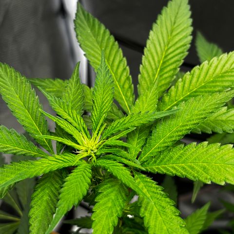 Frosted Guava growlog timeline photo