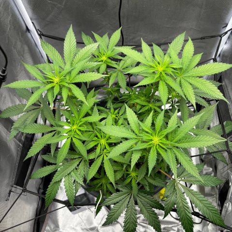 Frosted Guava growlog timeline photo