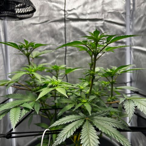 Frosted Guava growlog timeline photo