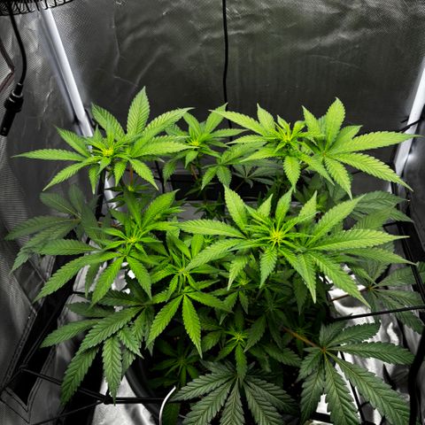 Frosted Guava growlog timeline photo