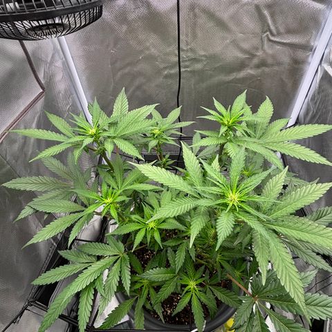 Frosted Guava growlog timeline photo