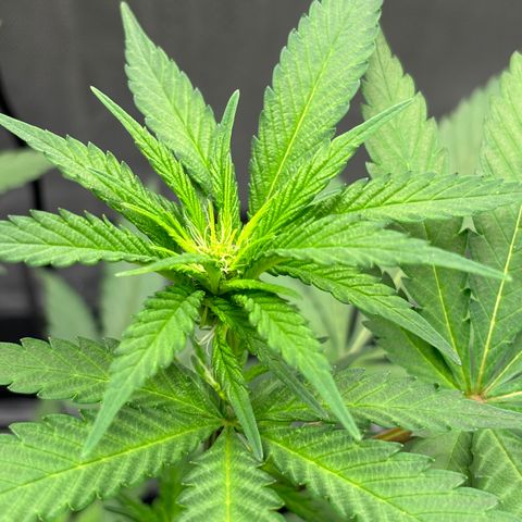 Frosted Guava growlog timeline photo