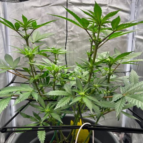Frosted Guava growlog timeline photo
