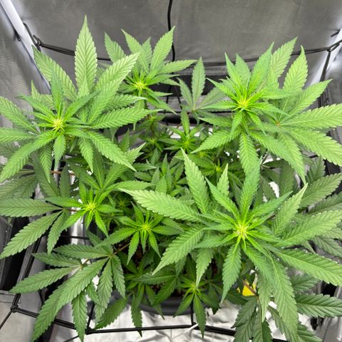 Frosted Guava growlog timeline photo