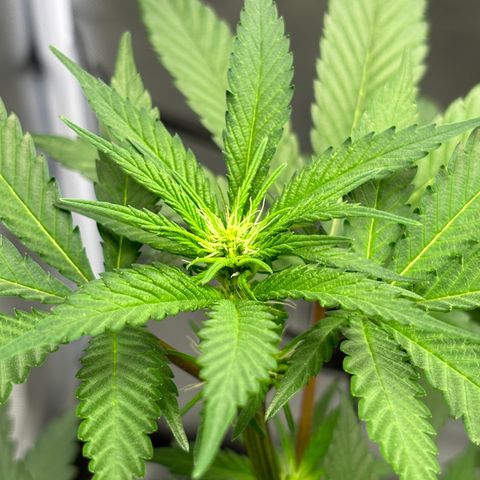 Frosted Guava growlog timeline photo