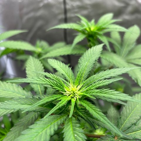 Frosted Guava growlog timeline photo