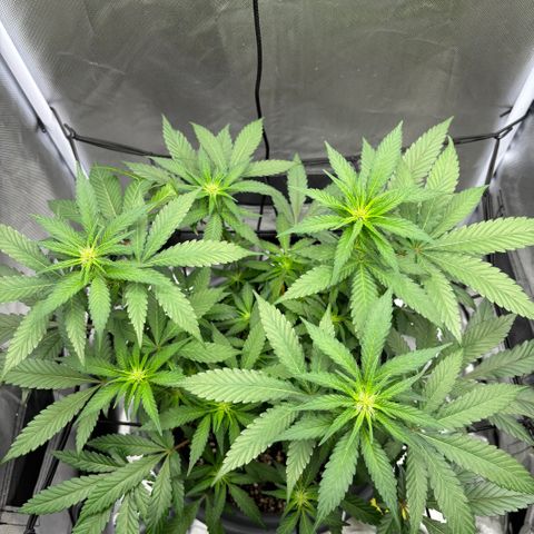 Frosted Guava growlog timeline photo