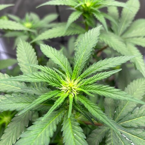 Frosted Guava growlog timeline photo