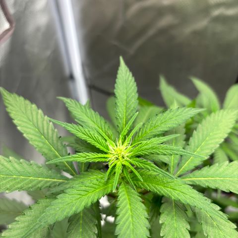 Frosted Guava growlog timeline photo
