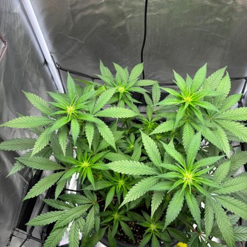 Frosted Guava growlog timeline photo