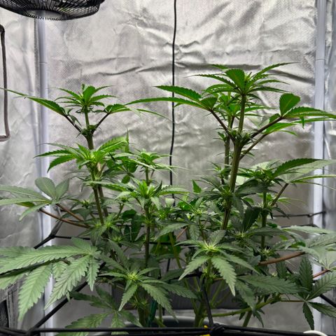 Frosted Guava growlog timeline photo